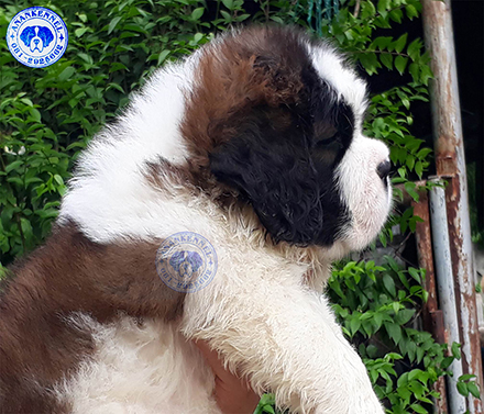 เซนต์เบอร์นาร์ดคุณภาพ เพศเมียเปิดจอง Saint Bernard Top Grade for sale female. รูปที่ 1