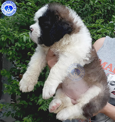 เซนต์เบอร์นาร์ดคุณภาพ เพศเมียเปิดจอง Saint Bernard Top Grade for sale female. รูปที่ 3