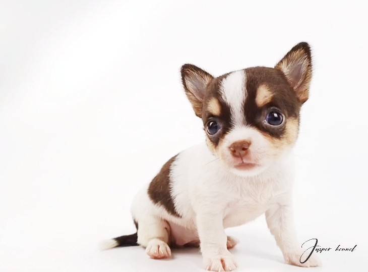 ชิวาวา - ทูน่า รูปที่ 4