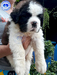 รูปย่อ เซนต์เบอร์นาร์ดคุณภาพ เพศเมียเปิดจอง Saint Bernard Top Grade for sale female. รูปที่4