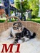 รูปย่อ แมวสก๊อตติสโฟลด์หน้าสวยราคากันเอง รูปที่2