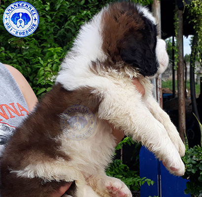 เซนต์เบอร์นาร์ดคุณภาพ เพศเมียเปิดจอง Saint Bernard Top Grade for sale female. รูปที่ 6