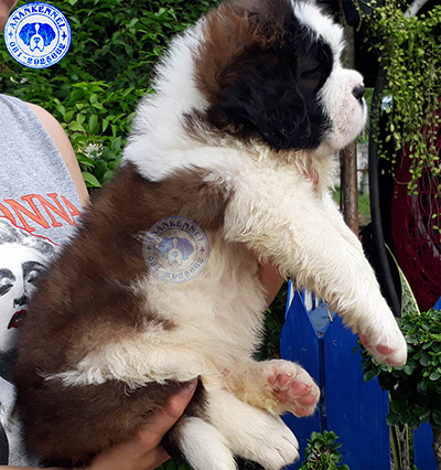 เซนต์เบอร์นาร์ดคุณภาพ เพศเมียเปิดจอง Saint Bernard Top Grade for sale female. รูปที่ 7