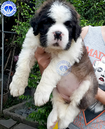 เซนต์เบอร์นาร์ดคุณภาพ เพศเมียเปิดจอง Saint Bernard Top Grade for sale female. รูปที่ 4