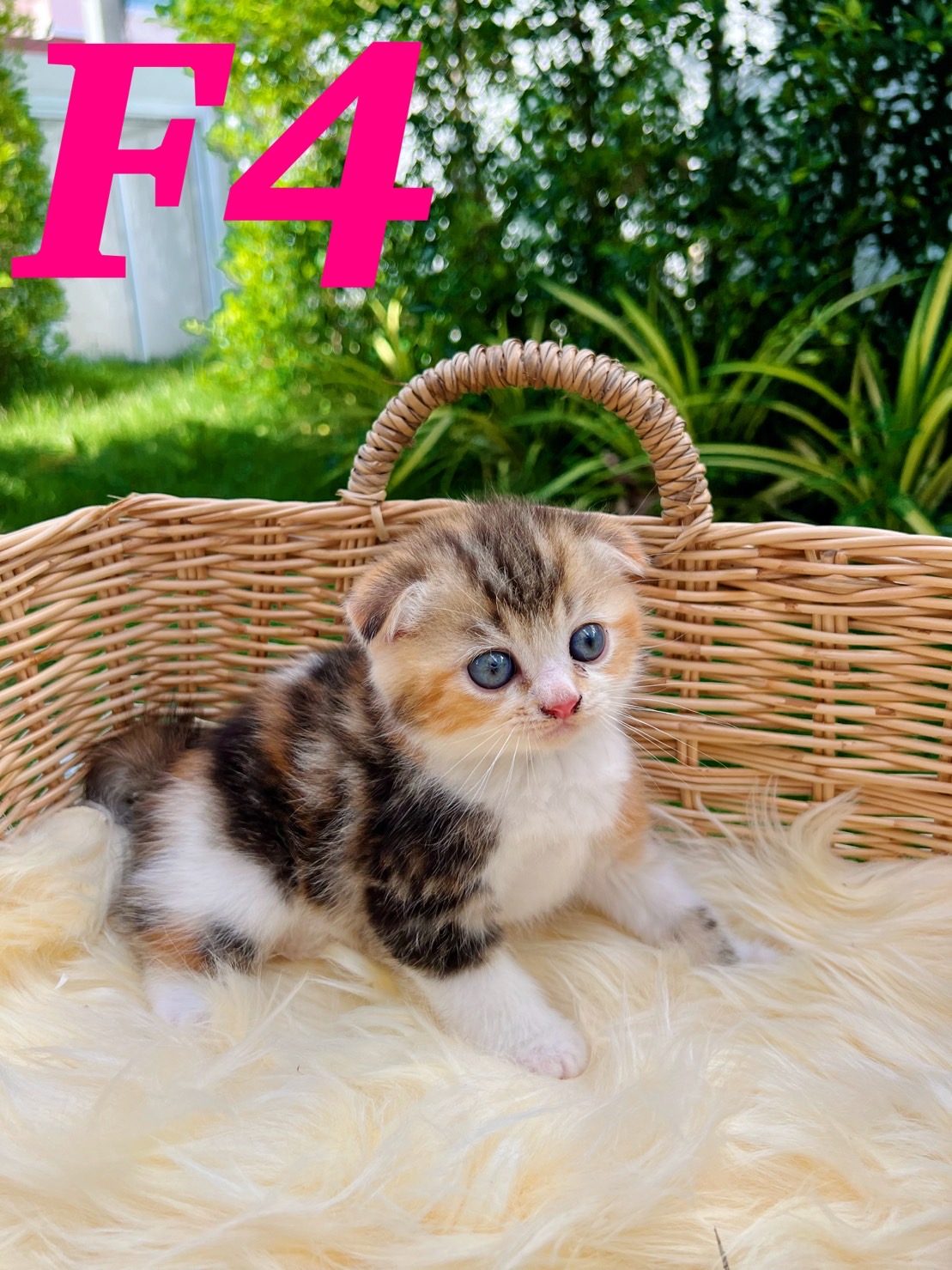 แมวสก๊อตติสโฟลด์หน้าสวยราคากันเอง รูปที่ 6