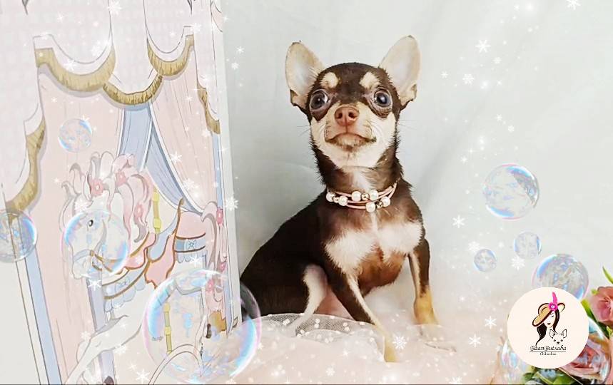 Pokky boy รูปที่ 4