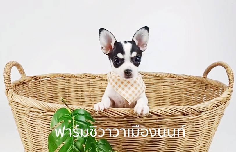 หนุ่มต้นสัก รูปที่ 3
