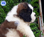 รูปย่อ เซนต์เบอร์นาร์ดคุณภาพ เพศเมียเปิดจอง Saint Bernard Top Grade for sale female รูปที่1