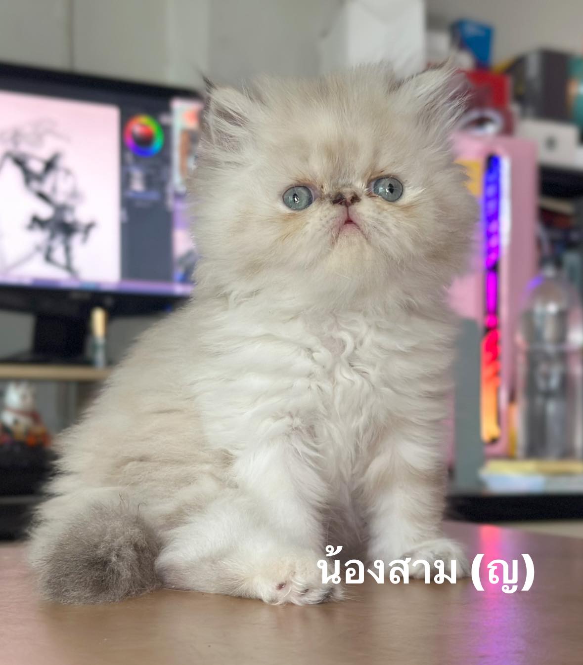 หิมาลายัน เอ็กโซติก ขนยาว รูปที่ 2