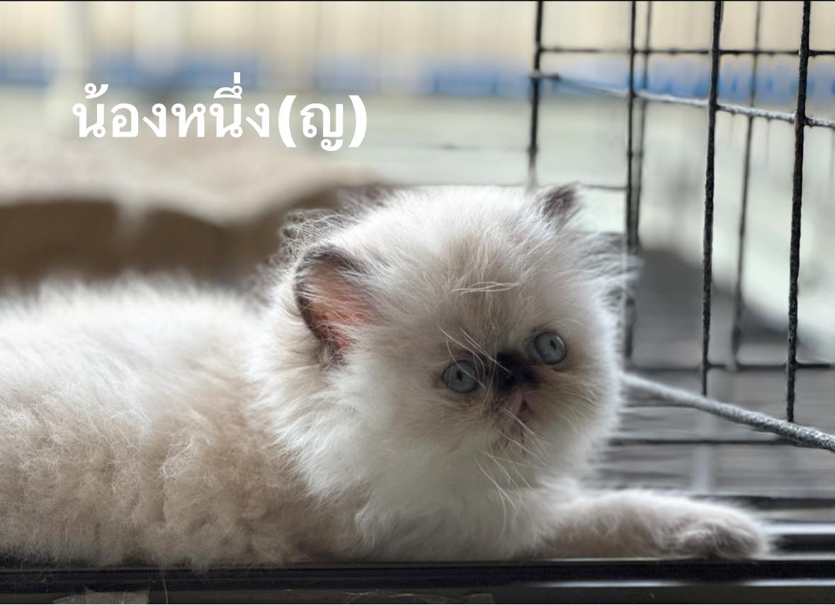หิมาลายัน เอ็กโซติก ขนยาว รูปที่ 4