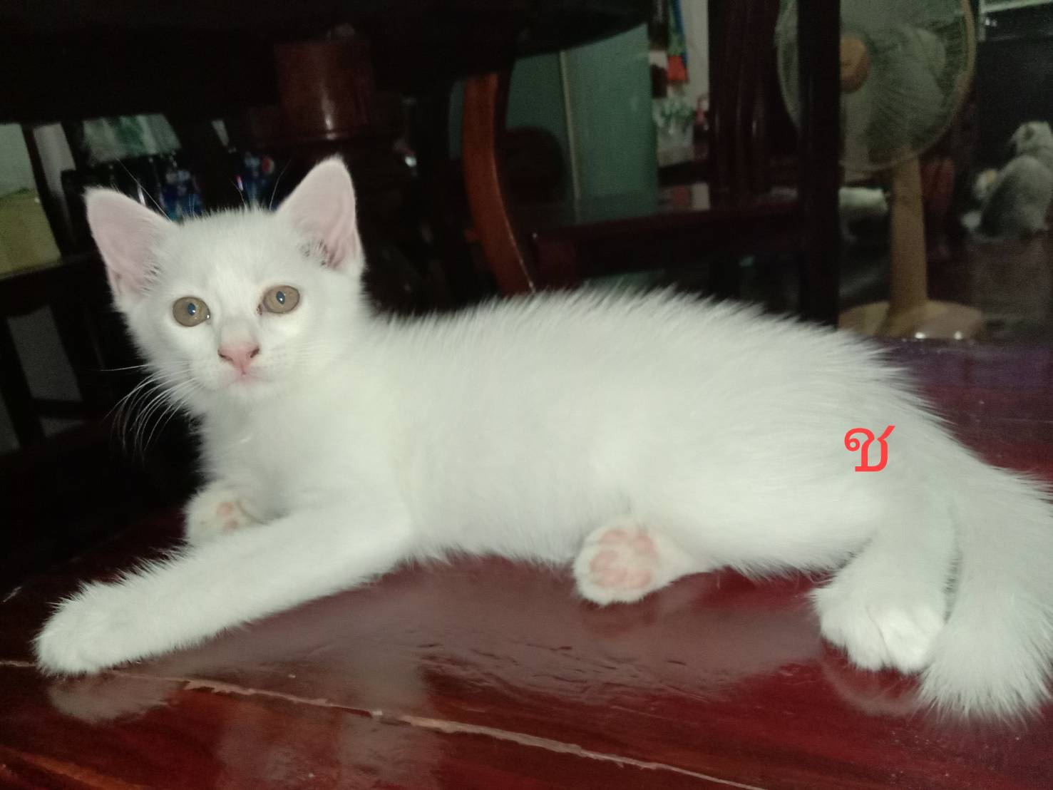 น้องแมวขาวมณีพร้อมย้ายบ้านค่ะ แข็งแรงสุด ๆ สินสอดถูกมาก รูปที่ 2