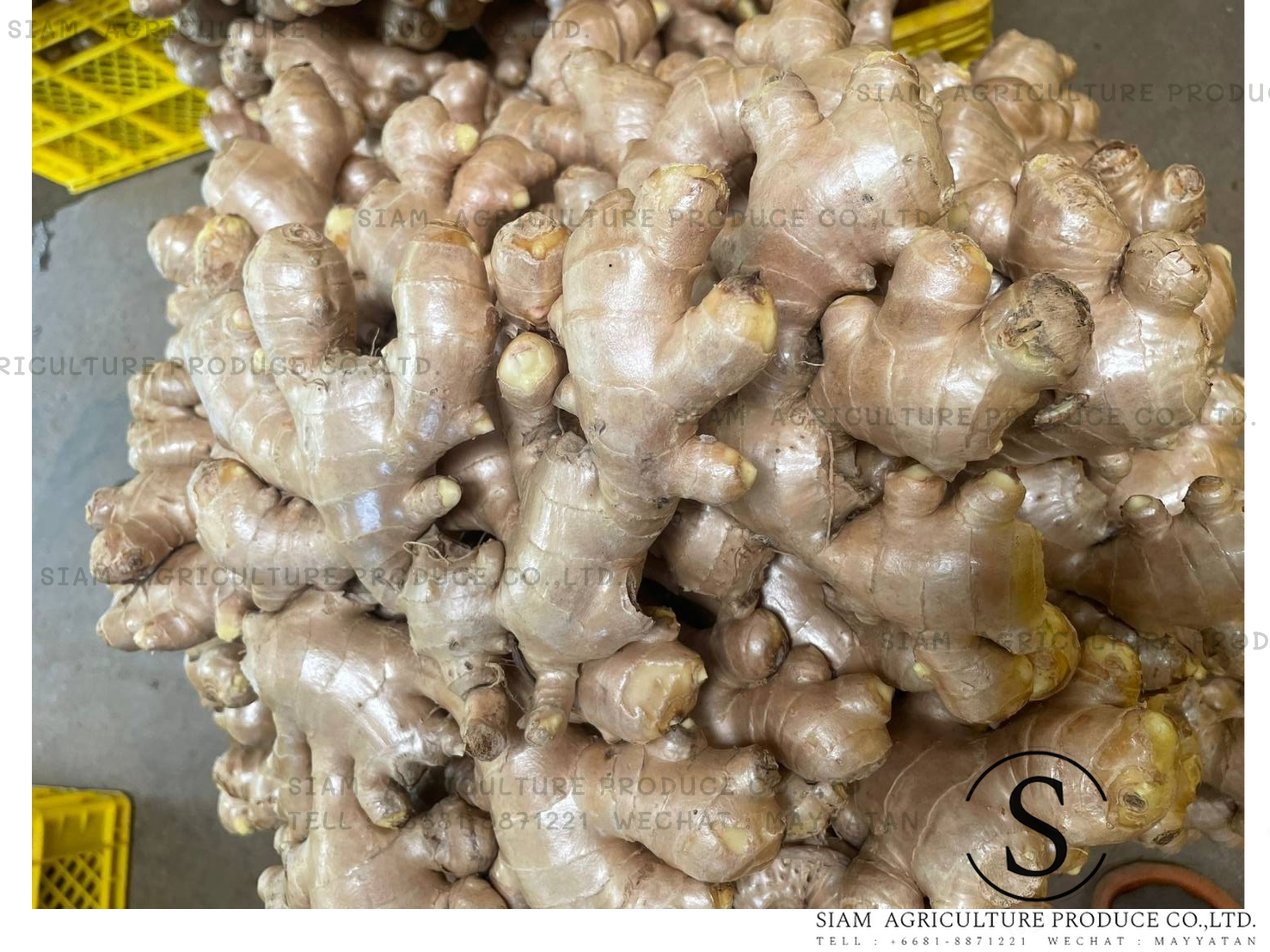 Fresh Ginger รูปที่ 2