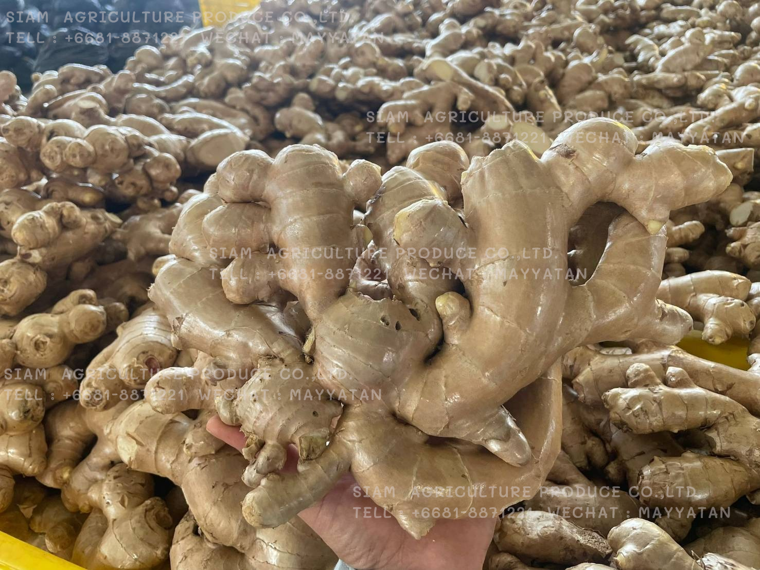 Fresh Ginger รูปที่ 1