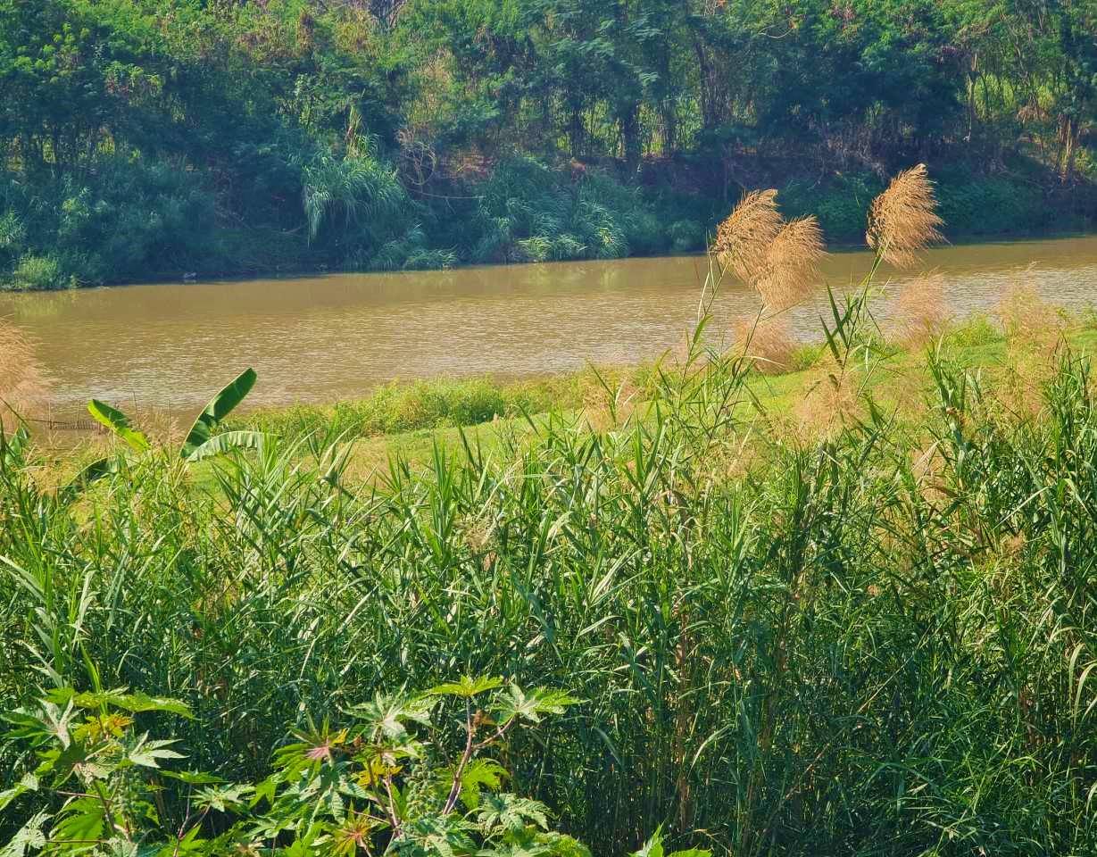 ที่ดินติดน้ำปิงเหมาะสร้างที่พักหรือเนอร์สซิ่งโฮมตำบลสันผีเสื้ออำเภอเมืองเชียงใหม่ รูปที่ 1