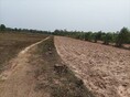 ขายที่ดิน ที่นา สวนยูคาลิปตัส 33ไร่31ตรว.4ล้านบาท รวมโอน บ้านผักบุ้ง ต.จาน อ.กัณทรารมณ์ ศรีสะะเกษ