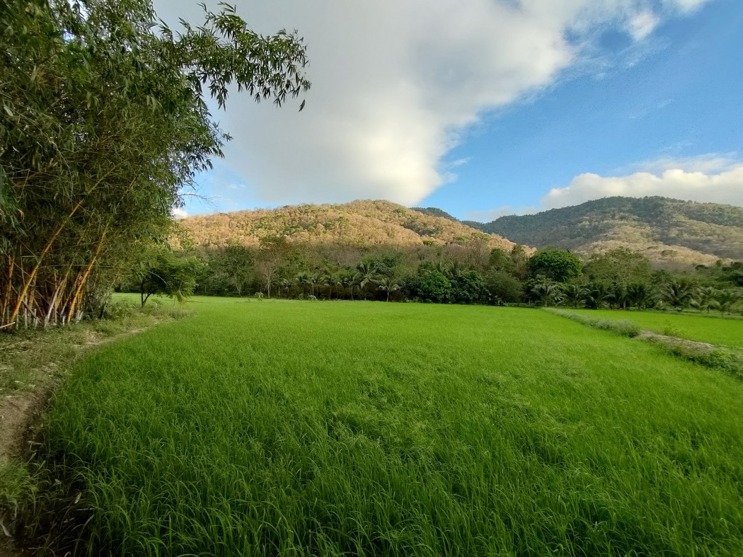 ขายที่ดิน ติดภูเขา ช่องมะเฟือง เนื้อที่ 9 ไร่ ติดภูเขา ติดลำรางน้ำสาธารณะ วิวสวยมาก รูปที่ 5