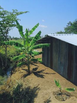 ขาย ที่ดิน บ่อปลา ดอนมะเกลือ 4 ไร่ 69 ตร.วา อู่ทอง สุพรรณบุรี รูปที่ 6