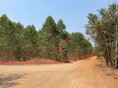 ขายที่ดินว่างเปล่า อำเภอหนองไผ่ เพชรบูรณ์ (PKK01-11920)