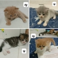 แมวเปอร์เซีย
