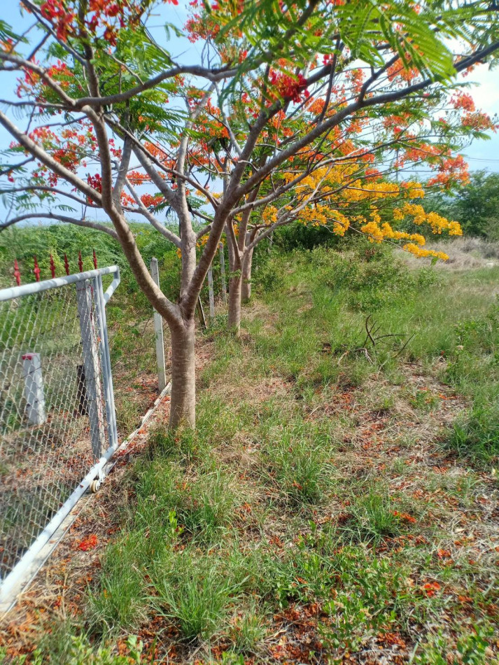 ขาย ที่ดิน ติดถนน น้ำไฟพร้อม ใกล้ทะเล หาดชะอำ เพชรบุรี รูปที่ 3