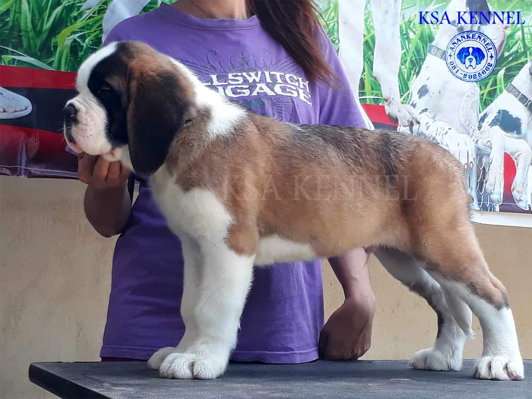 สุนัข saint bernard รูปที่ 2
