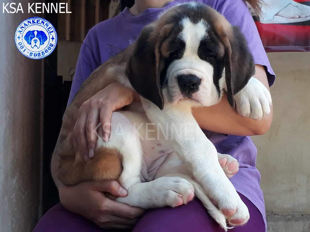 สุนัข saint bernard รูปที่ 2
