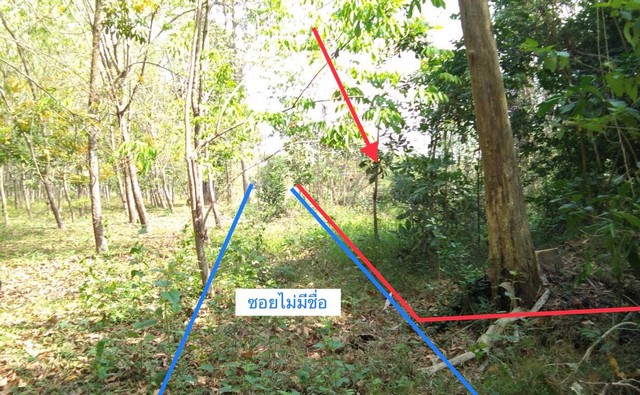 ขายที่ดินว่างเปล่า อำเภอวาริชภูมิ สกลนคร (PKK01-11846) รูปที่ 1