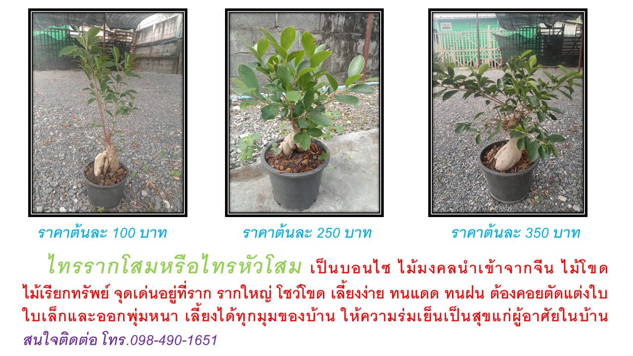 ไทรรากโสม รูปที่ 5