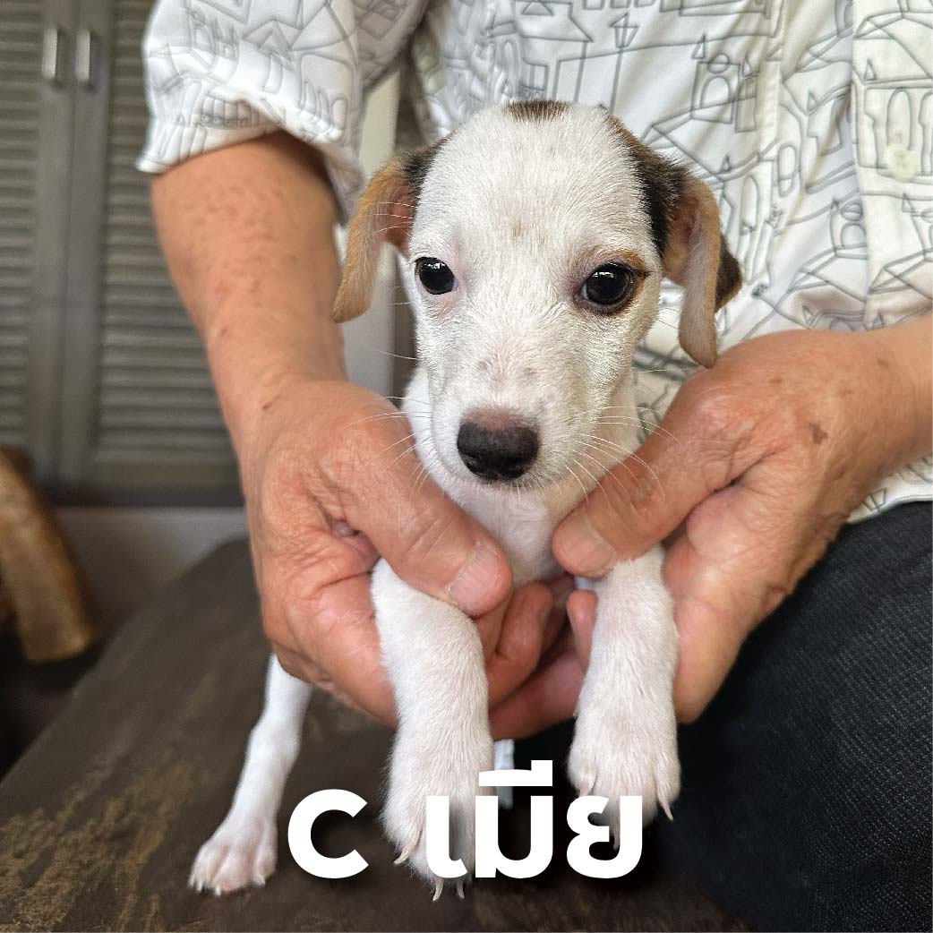 แจ็ครัสเซลล์ สมุทรปราการ-กทม. รูปที่ 4