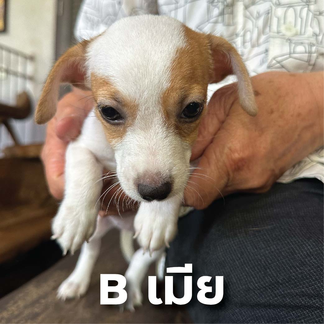 แจ็ครัสเซลล์ สมุทรปราการ-กทม. รูปที่ 3