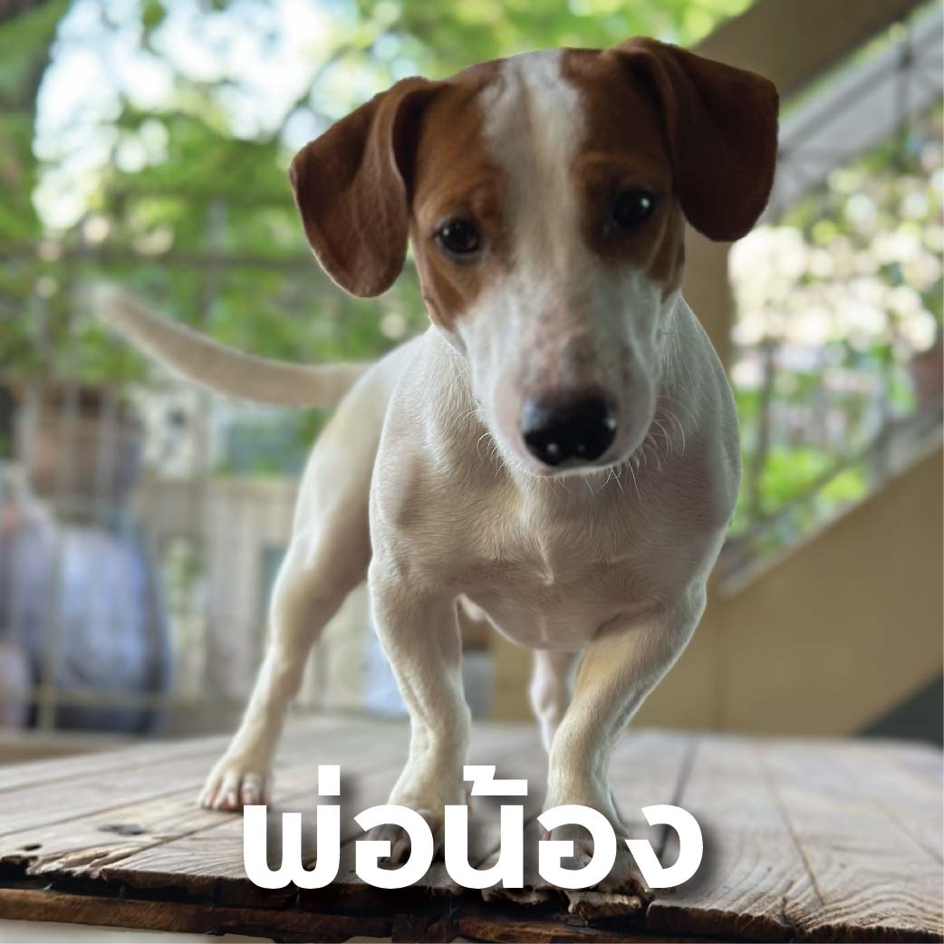 แจ็ครัสเซลล์ สมุทรปราการ-กทม. รูปที่ 5