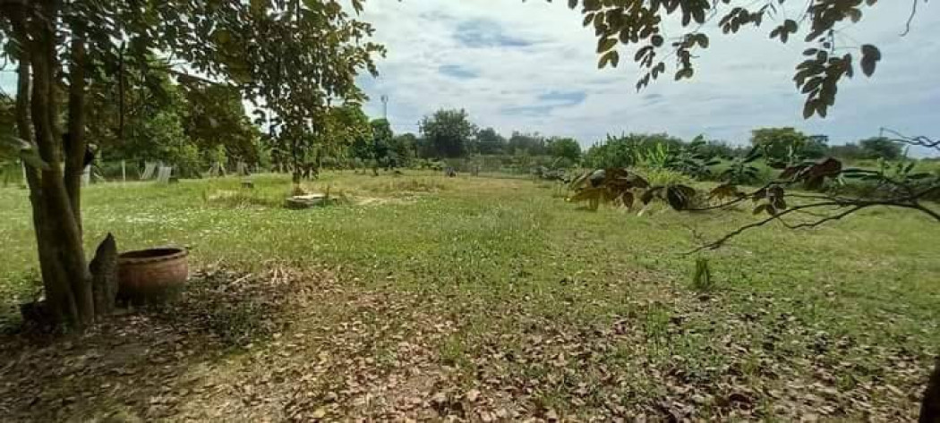 ขายที่ดินกระทุ่มรายพร้อมสวนผลไม้ 2 ไร่ ติดถ.คอนกรีต ซอยสุวินทวงค์ 110 หลังสน.สุวินทวงศ์ หนองจอก รูปที่ 6