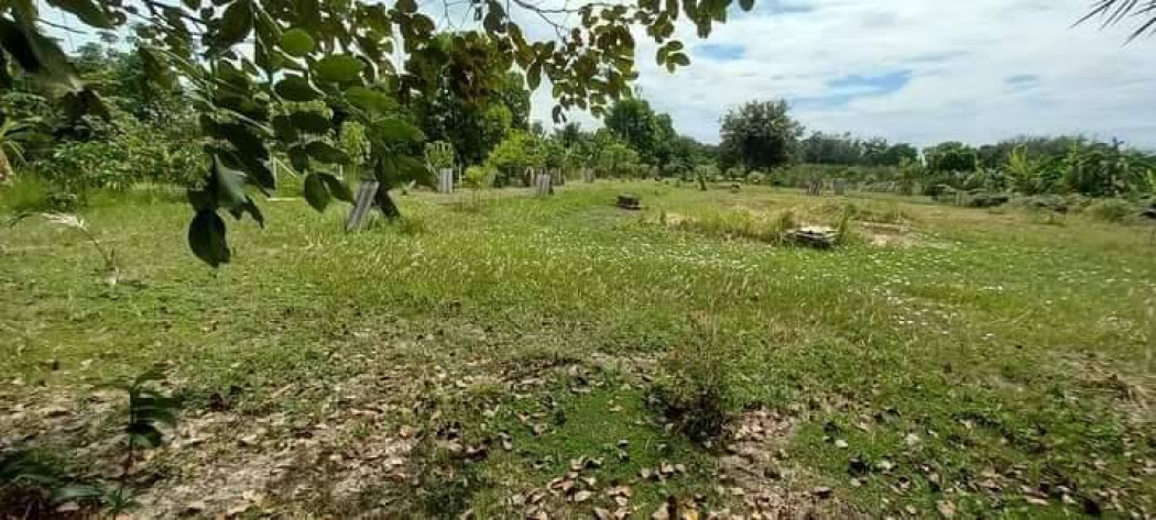 ขายที่ดินกระทุ่มรายพร้อมสวนผลไม้ 2 ไร่ ติดถ.คอนกรีต ซอยสุวินทวงค์ 110 หลังสน.สุวินทวงศ์ หนองจอก รูปที่ 3