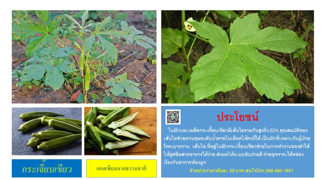 ต้นกระเจีี๊ยบเขียว รูปที่ 3