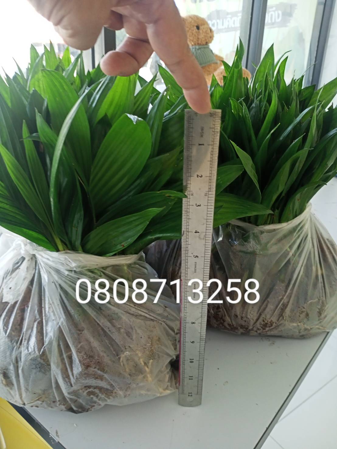 หมากเตี้ย ขายพันธุ์หมากเตี้ย  จัดส่งทั่วประเทศ 0808713258 รูปที่ 2