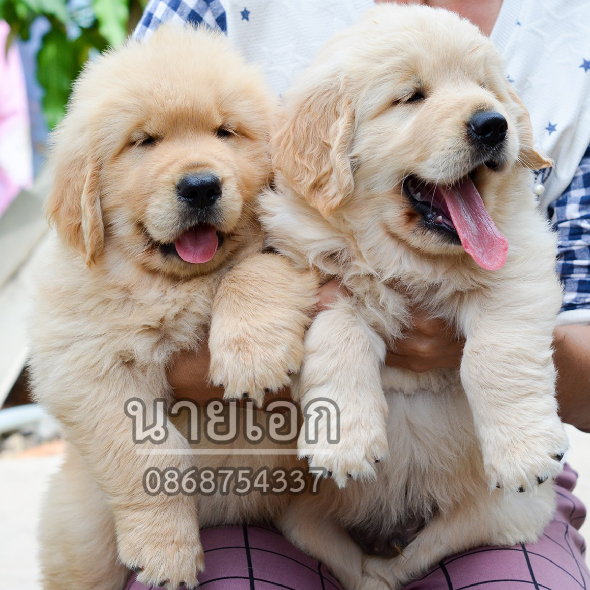 ลูกโกลเด้น รีทรีฟเวอร์ แท้ หาบ้านครับ รูปที่ 2