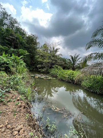 ขายสวนทุเรียนพร้อมบ้าน ขายสวนทุเรียนแปลงเล็กขนาด 367 ตรว สวนทุเรียนติดคลอง สวนเกษตรยามเกษียณ พลงตาเอี่ยม วังจันทร์ ระยอง รูปที่ 1