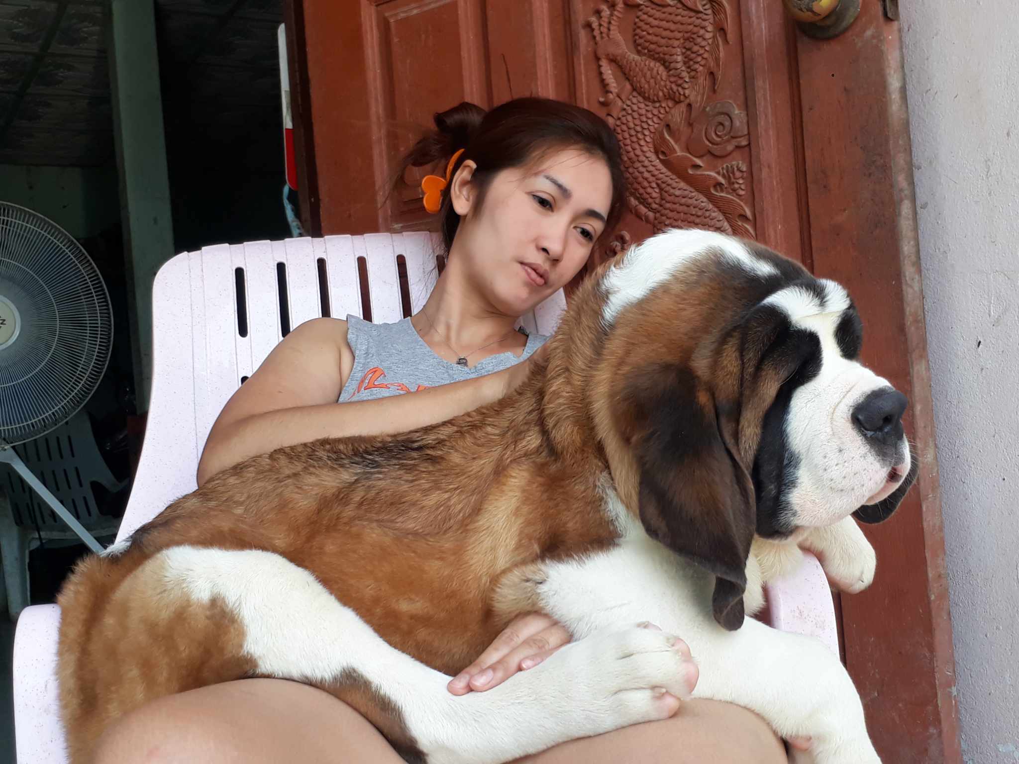 เซนต์เบอร์นาร์ดคุณภาพ เพศเมียเปิดจอง Saint Bernard Top Grade Import รูปที่ 2