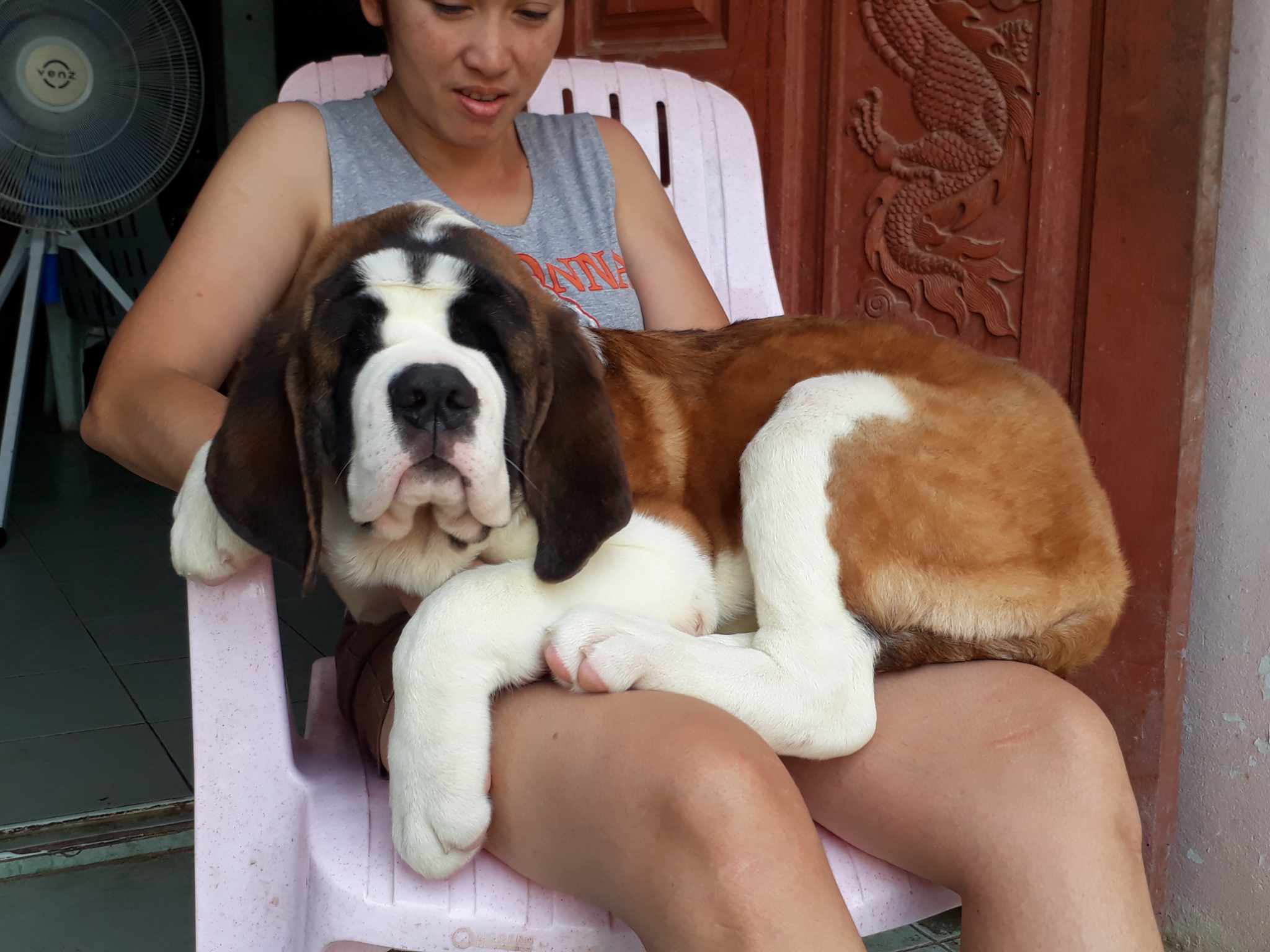 เซนต์เบอร์นาร์ดคุณภาพ เพศเมียเปิดจอง Saint Bernard Top Grade Import รูปที่ 1