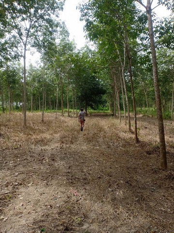 ขายที่ดิน อำเภอตะกั่วทุ่ง จังหวัดพังงา หลังสวนน้ำ 360 องศา  รูปที่ 1