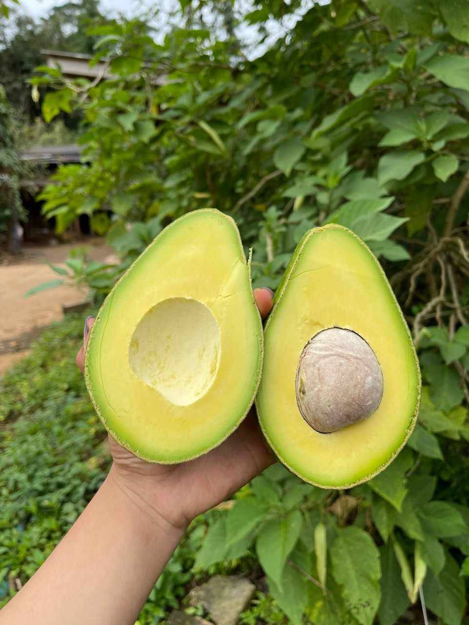 จำหน่ายอะโวคาโด คัดเกรด ลูกใหญ่ สดใหม่ อร่อย หอม มัน ราคาหน้าสวน พร้อมจัดส่งทั่วประเทศ มีทั้งพันธุ์บัคคาเนีย  และแฮสนิวซีแลน รูปที่ 6