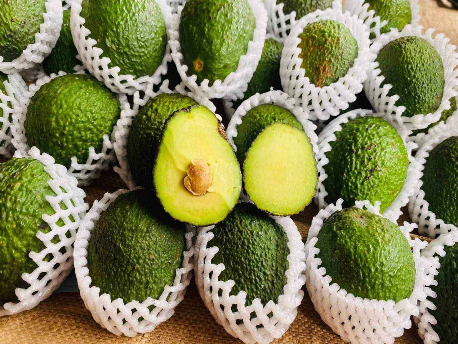 จำหน่ายอะโวคาโด คัดเกรด ลูกใหญ่ สดใหม่ อร่อย หอม มัน ราคาหน้าสวน พร้อมจัดส่งทั่วประเทศ มีทั้งพันธุ์บัคคาเนีย  และแฮสนิวซีแลน รูปที่ 4