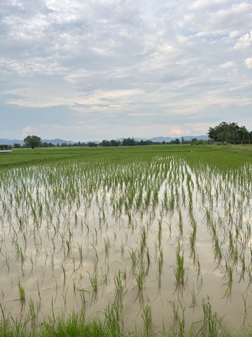 ที่ดินสวย เหมาะสำหรับสร้างบ้านพักตากอากาศ วิวทุ่งนา วิวเขา  รูปที่ 1