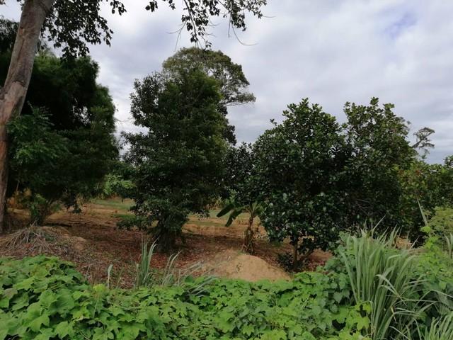 ขายที่ดินที่ทำการเกษตรพร้อมบ้าน โฉนดครุฑแดง สามารถปลูกเป็นบ้านพัก หรือ รีสอร์ทได้ อ.บ้านลาด จ.เพชรบุรี รูปที่ 1