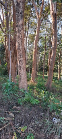 ขายที่ดิน มีต้นไม้พยูง 22 ต้น เนื้อที่ 239 ตารางวา อ.แม่จัน จ. เชียงราย รูปที่ 1