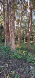 ขายที่ดิน มีต้นไม้พยูง 22 ต้น เนื้อที่ 239 ตารางวา อ.แม่จัน จ. เชียงราย