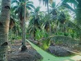 ขายถูก สวนมะพร้าวน้ำหอม อัมพวา 35 -3 -86 ไร่ ติดคลอง ผืนสวยหายาก ทำธุรกิจต่อได้เลย เก็บกินได้ตลอดปี เพียงไร่ละ 800,000 ราคารวม 29,000,000