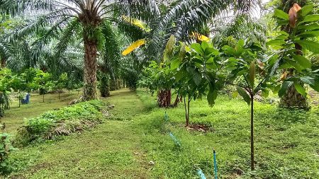 ขาย ที่ดิน บ้านสวนปาล์ม 21 ไร่ 48 ตร.วา ใกล้แม่น้ำแควน้อย ติดถนน บ้านแก่งจอ อ.ไทรโยค กาญจนบุรี รูปที่ 2