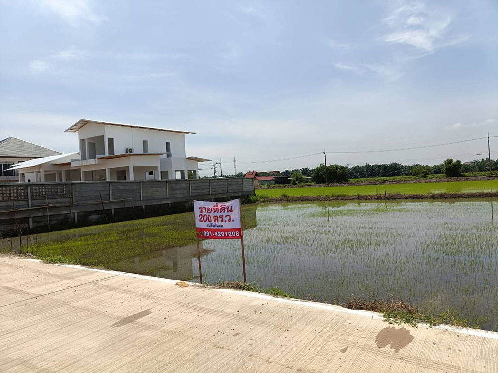 ขายที่ดิน 200 ตร.ว. ทำเลดี คลองสาม เหมาะในการทำบ้านพักอยู่อาศัย บรรยากาศดี ไม่เปลี่ยว รูปที่ 1