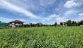 ขายถูก ที่ดิน หมู่บ้านกฤษดานคร 19 ปทุมธานี ขนาด 166 ตร.วา ราคาถูก รูปแปลงสวย เหมาะสร้างบ้าน